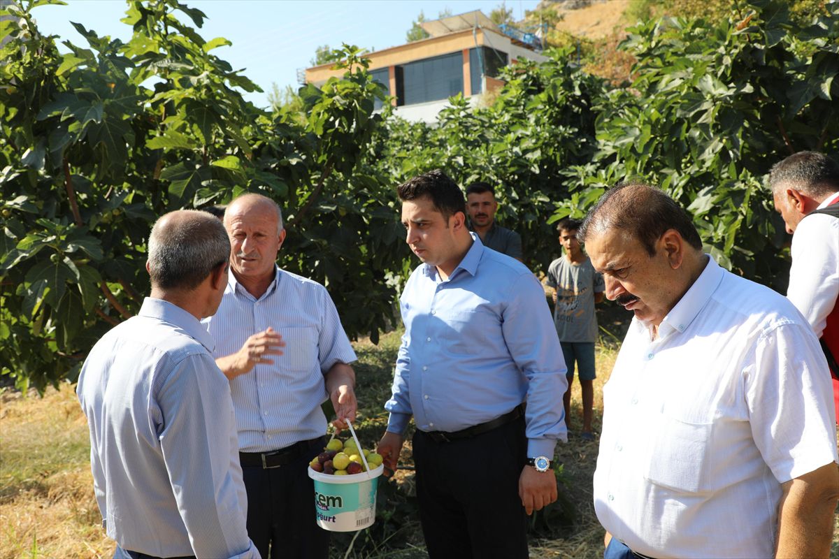 Hasankeyf’te 360 Ton Benati İnciri Bekleniyor